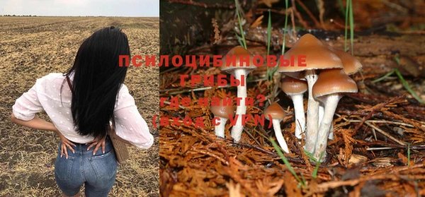 apvp Бородино