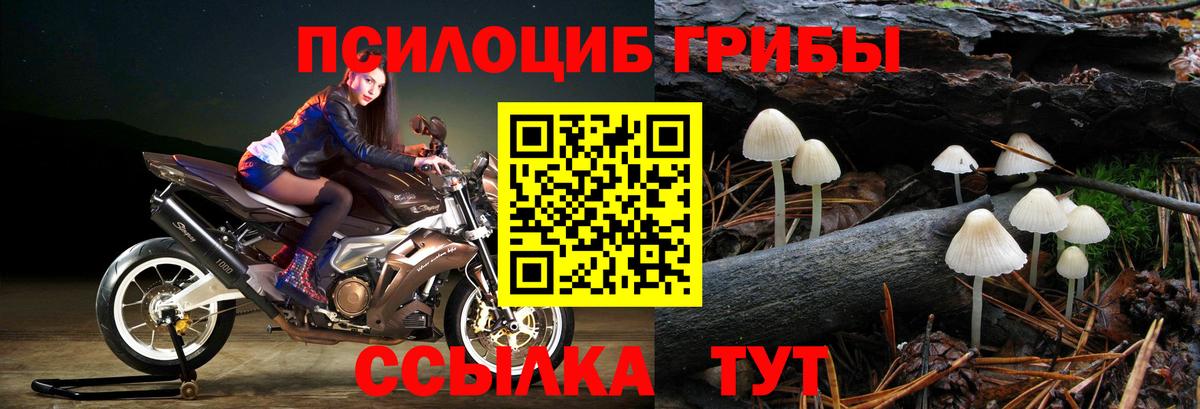 Галлюциногенные грибы Psilocybe Выборг